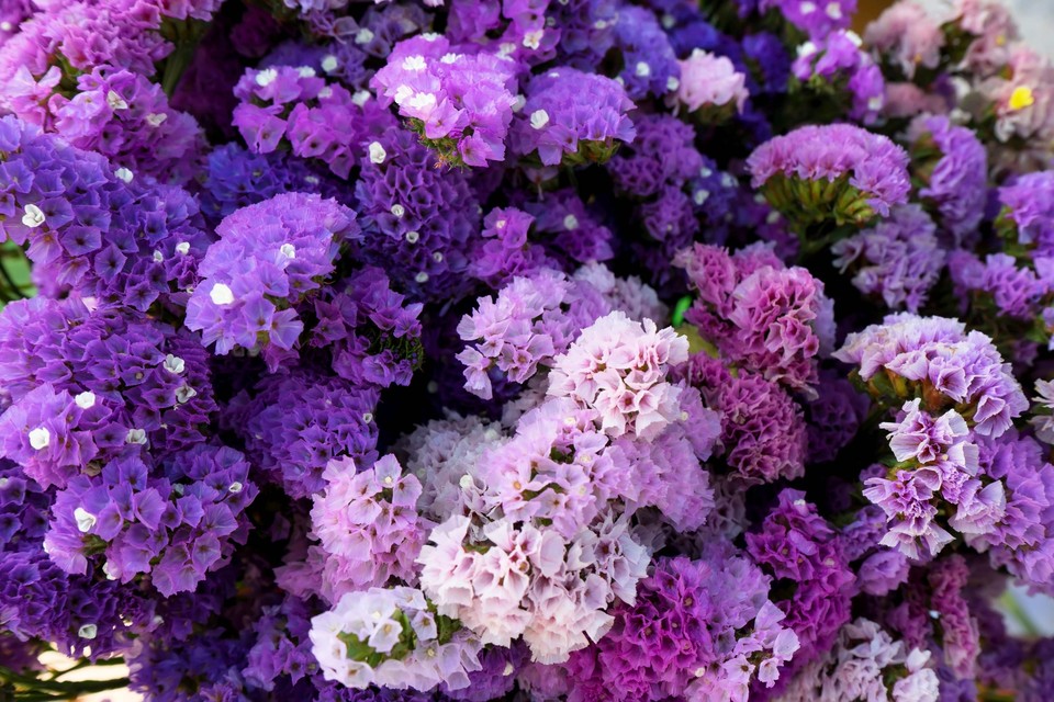 50 Pacific Mix Statice Sinuata Seeds | Mixed Colors Sea Lavender | Limonium Latifolia Flowers
