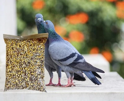 10 Pounds Pigeon Food PKF