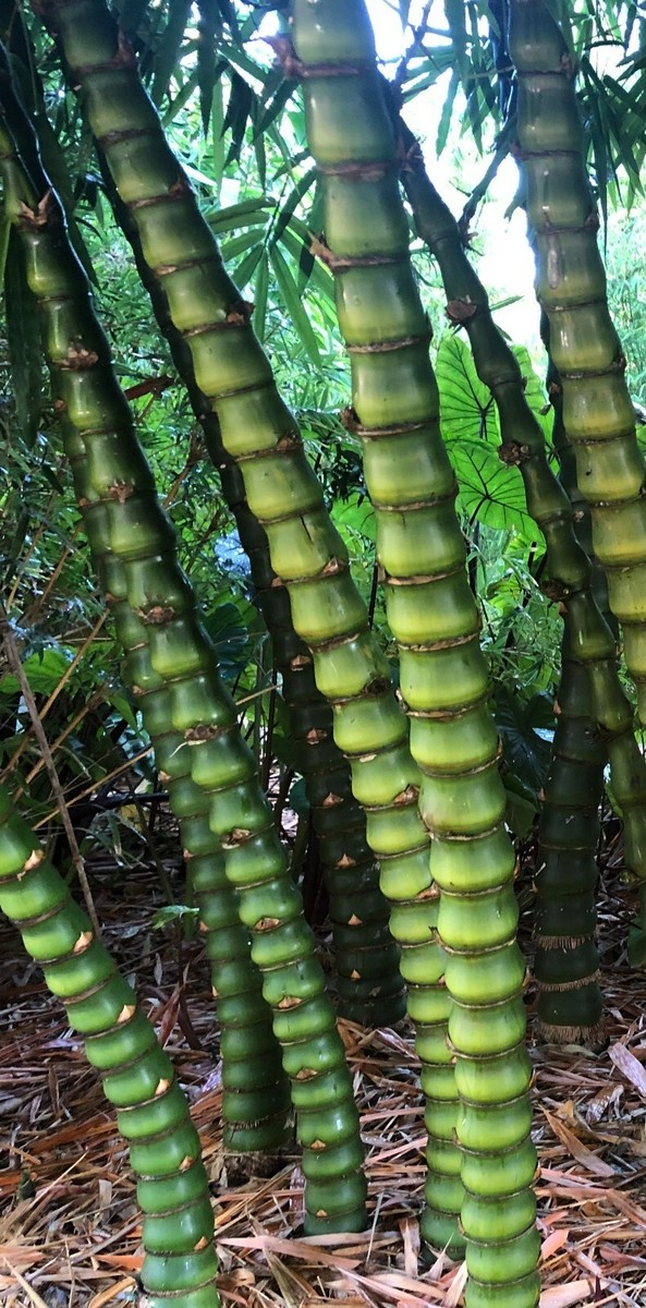 英7” Jimbilin Human Race BAM68 Bamboo /00050 Dwarf Buddha Belly Bamboo - Bambusa vulgaris 'Wamin' **NON