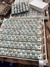 20+ Celadon Blue Quail Mix Jumbo Hatching Eggs, NPIP & PT Tested