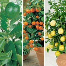 Citrus Tree Plant Collection 3x 9cm Potted Garden Half Hardy Fruit Trees