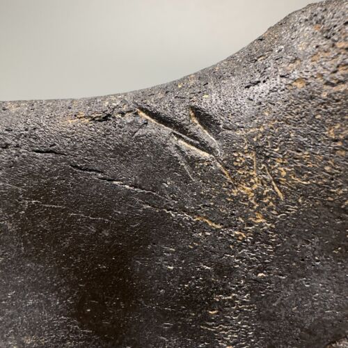 Rare 5.53" Fossil Ulna w/multiple MEGALODON Shark Tooth Bite Marks - Deep!!! - Picture 8 of 11