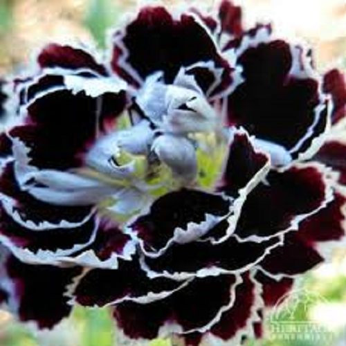 30+ Fragrant Carnation Black / White Velvet Lace Perennial Flower Seeds