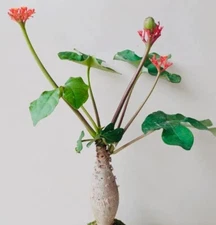 3PCS Jatropha podagrica Hook. Euphorbiaceae Root tuber plants Garden 12-16CM
