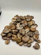 70 Whole Rainbow Ammolite Ammonite Fossil, Mahajanga, Madagascar