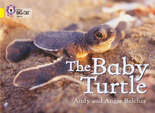 Andy Belcher Angie Belcher The Baby Turtle (Tascabile) Collins Big Cat