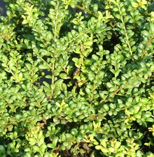 Japanische Stechpalme Löffel - Ilex crenata - Convexa - grün 20 - 25 cm