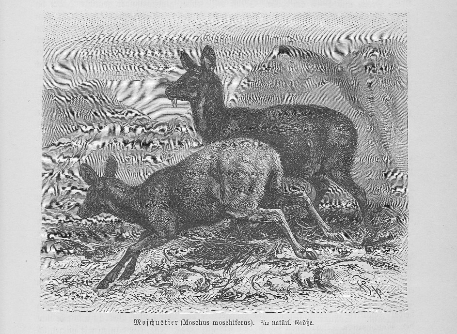 Siberian Musk Deer Musk Moschiferus Wood Engraving From 1891 Moschushirsche