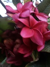 2 PLUMERIA Wildfire Red Rare CUTTINGs ~ 9 to 12 inches tall