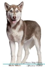Siberian Husky Affirmations Workbook Siberian Husk