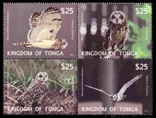 TONGA CE6e - Short-eared Owl "No White Frames Limited Printing (pb86254)