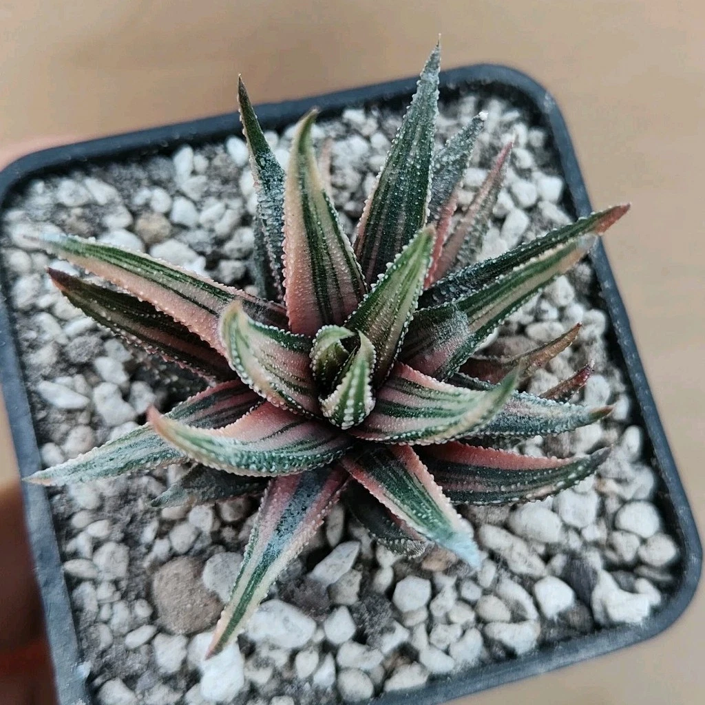 Haworthia Fasciata – Piccola Pianta In Vaso Da 5,5 Cm - Foto 8