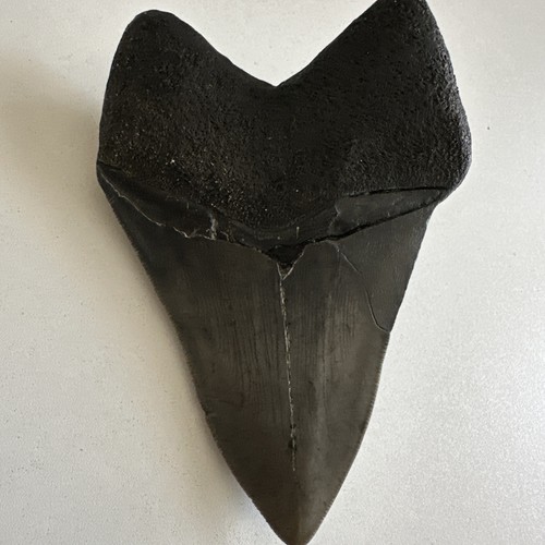 Diente fosilizado de tiburón Megalodon 13 cm - Imagen 6 de 10