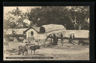 Ceylon, Coconut Native Oil-Mill Or Chekku, Ansichtskarte 