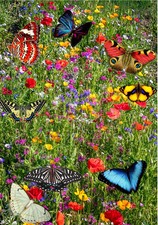 Wildflower Seed Mix 100g Bee & Butterfly Friendly Annual Meadow Flowers No Grass 129.90 per kilo