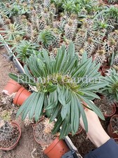 1pcs Pachypodium lamerei 'Cristata'Succulent Plant