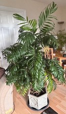 Parlor Palm Chamaedorea elegans 180cm comes with the pot