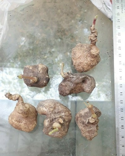 Pianta Tuber Ceropegia Arnottiana + Certificato Fitosanitario - Foto 3 di 6