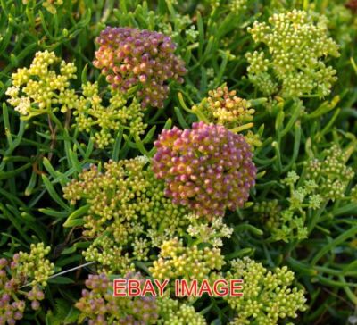 FOTO ROCK SAMPHIRE PORTLAND BILL DORSET AUCH CRITHMUM MARITIMUM ODER MEER genannt