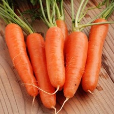 700 FANCY NANTES CARROT SEEDS FRESH HARVEST FOR GARDENS