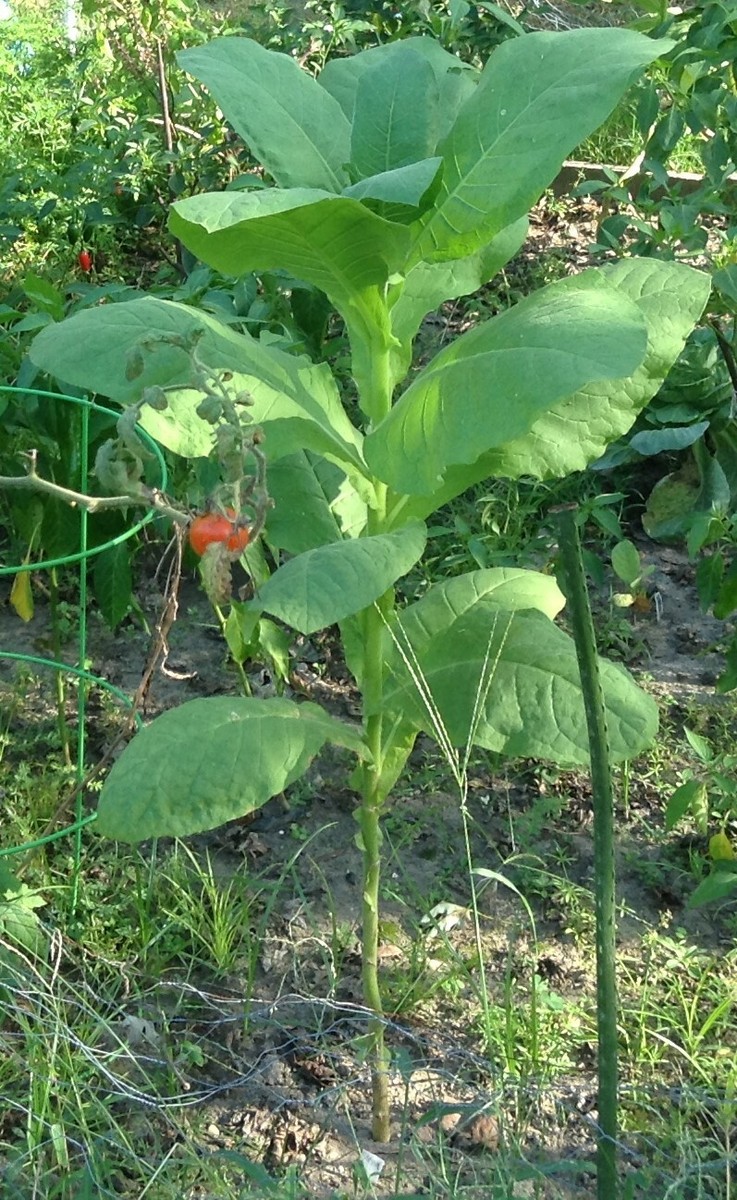 jasmine tobacco plant for sale Tobacco, Jasmine-Scented OG