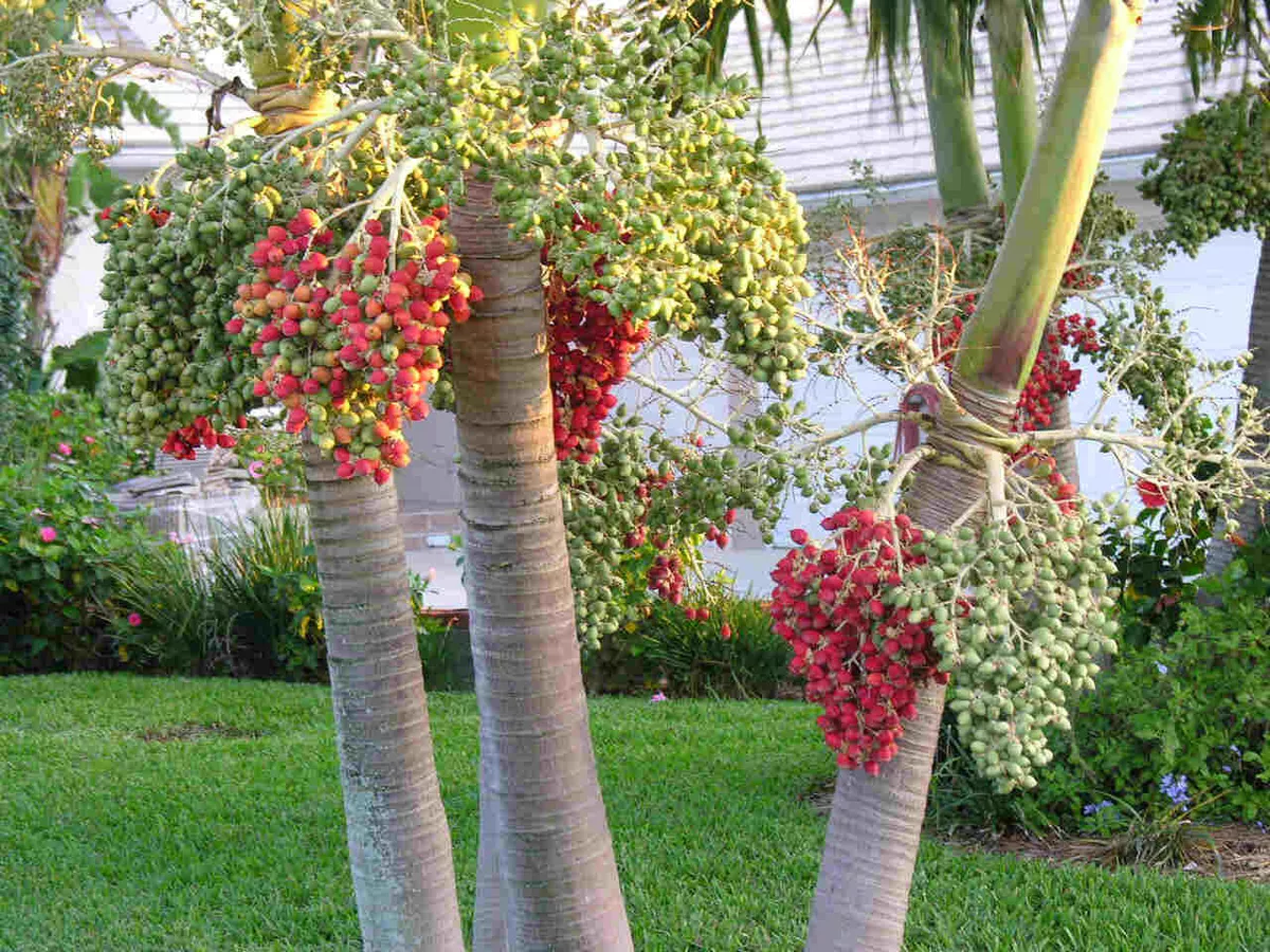 Christmas palm deals