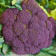 Purple Sprouting Broccoli Seeds, Heirloom, 150 Seeds, Winter Garden Seeds