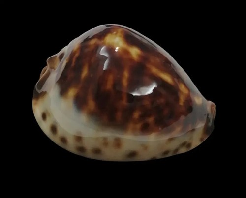 Shell Cypraea ZOILA ELUDENS DELICATURA W.Australia 55,9 mm - Picture 10 of 10