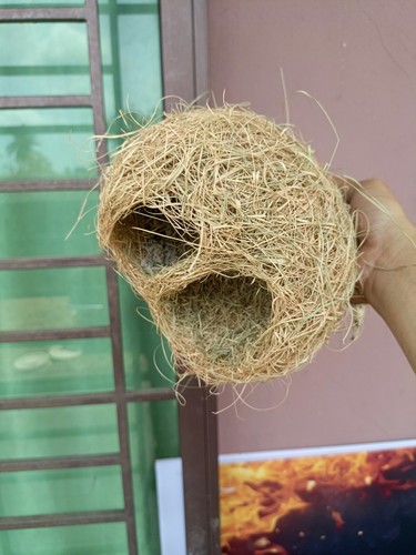 1x Weaver Nest - Picture 2 of 14
