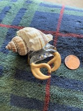 Hand Blown Glass Crab With A Seashell