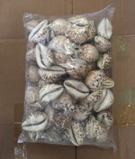 50 pcs Rare White Tiger Cowrie Sea Shell Size 3-4* Nautical Beach Decor 