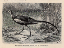 WATER PHEASANT - Long-Tailed Jacana in Marsh 1883 Antique Engraving