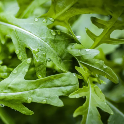 ROCKET RUNWAY SEEDS Vegetable Seeds Runway Rocket Seeds Arugula Seeds
