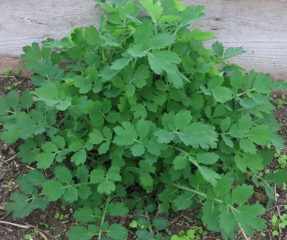 Medicinal Greater Celadine Live Plant | Healing Herb for Home Gardens | Organic - Image 2 of 2