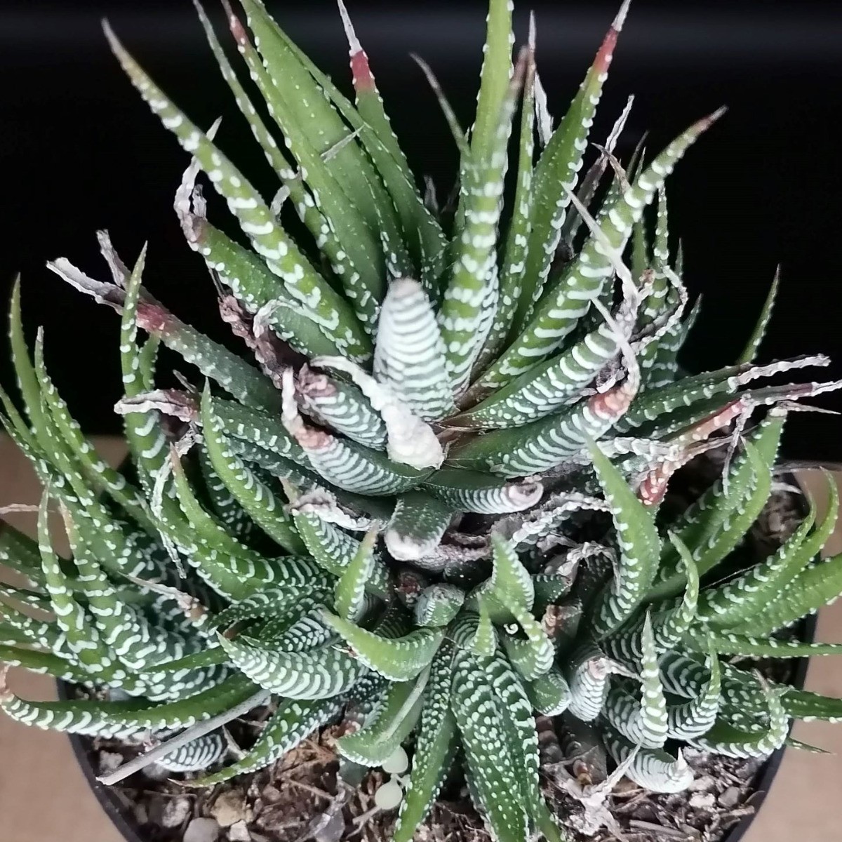 Succulente Haworthiopsis attenuata f. Clariperla specimen de collection en grand pot