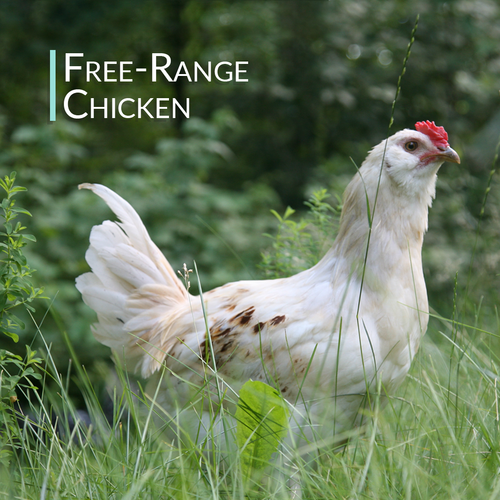 Chicken Bone Broth Collagen Powder - Pure Organic Protein - Free-Range - Picture 11 of 43