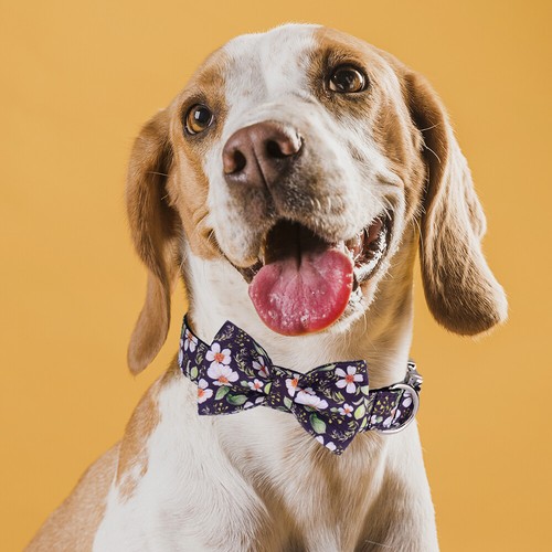 Personalised Girl Flower Dog Collar Engraved Small Medium Large Puppy Collar Bow - Picture 6 of 9