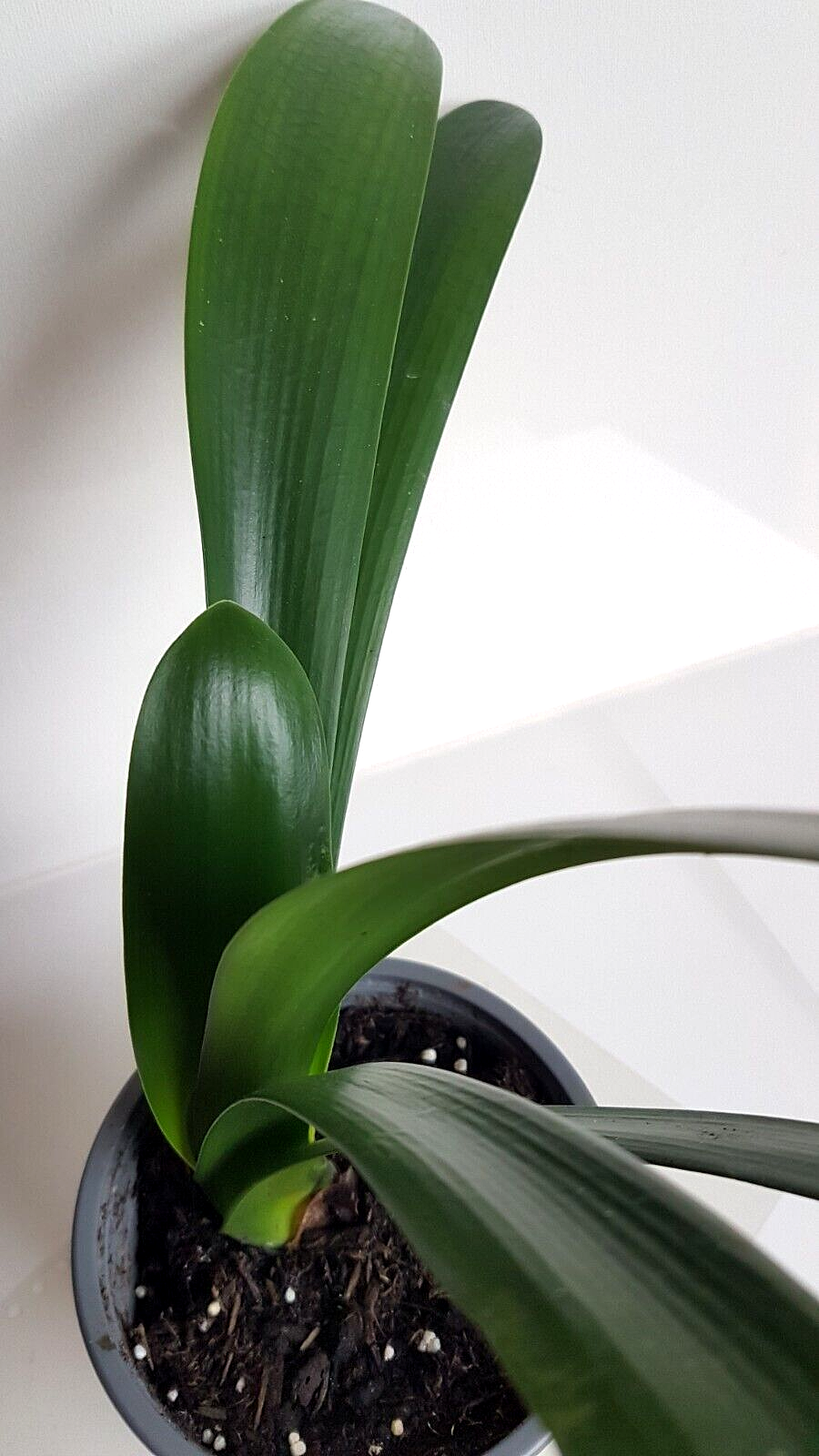 Picture 10 of 12