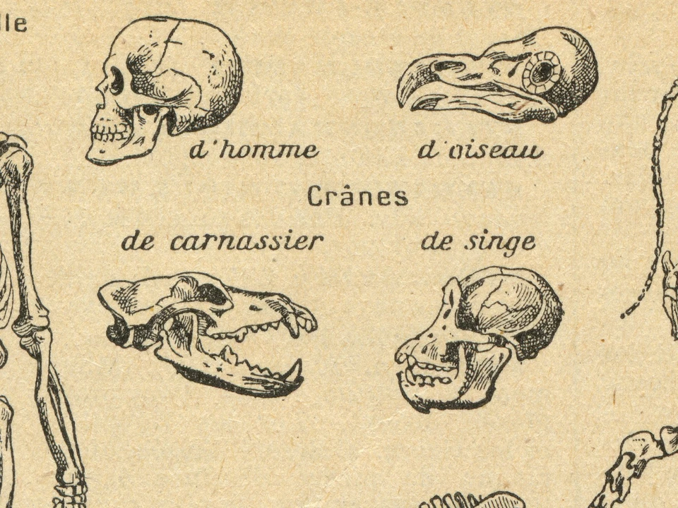 Póster de anatomía de esqueleto vintage - impresión de arte de pared de zoología antigua - arte de Halloween Foto 4 de 4