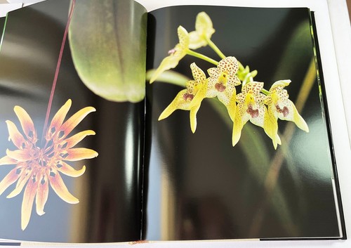 The Orchid by P. Francis Hunt, T. Kijina, 1978 1st Edition Hardcover Book - Picture 9 of 14