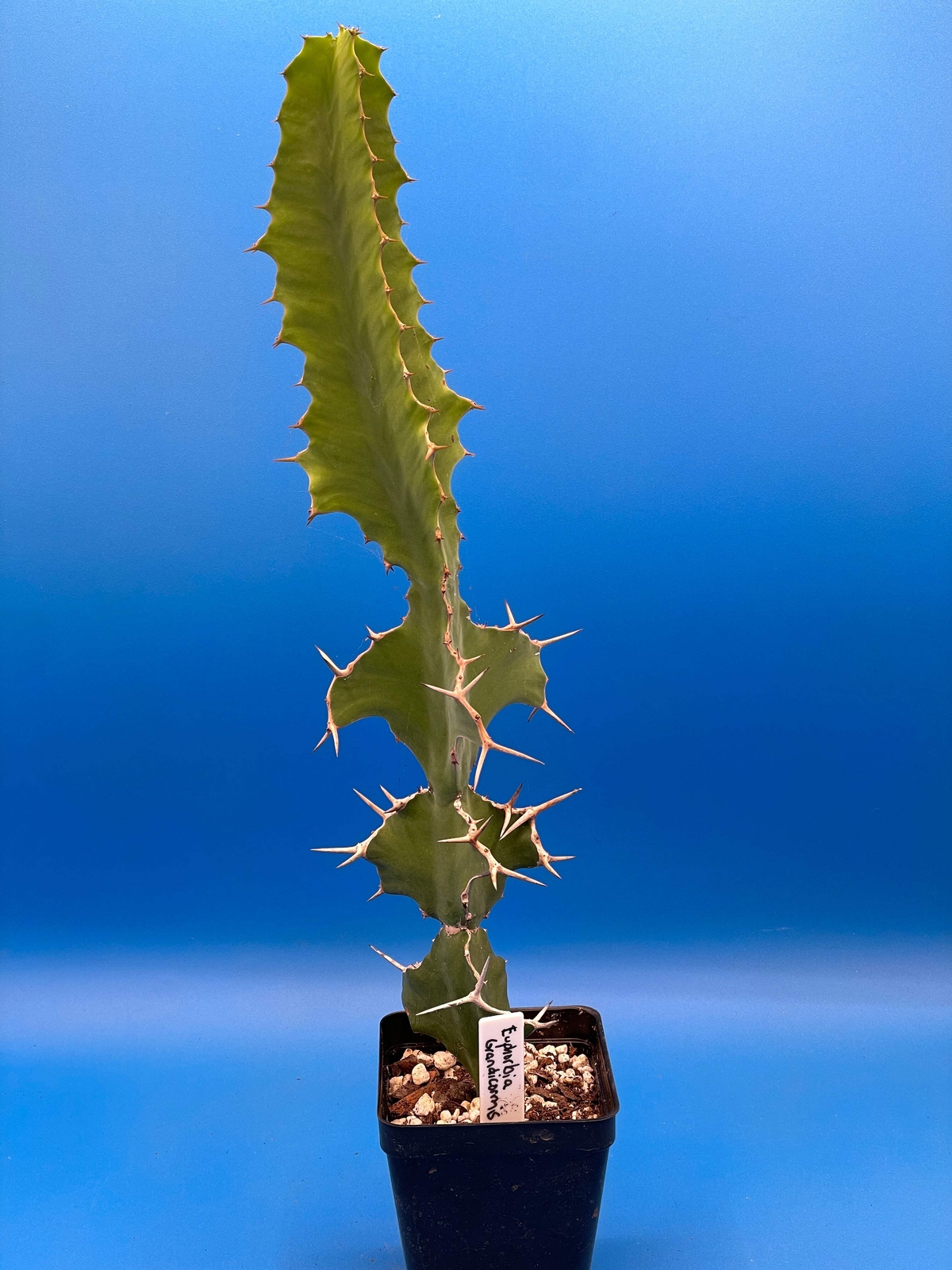 Cow's Horn Euphorbia - E. Grandicornis - 3.5" Pot - Tall And Super Healthy!