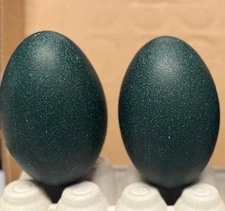2 Standard Emu Hatching Eggs- **** ship immediately ****