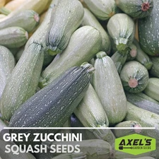 Zucchini Grey Summer Squash Heirloom Non-GMO Seeds