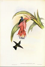 1990 Vintage HUMMINGBIRD #334 "BLUE BREASTED SAPPHIRE" WOW! GOULD Art Lithograph