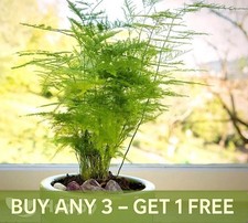 ASPARAGUS FERN 10 SEEDS - Asparagus setaceus plumosus nanus -