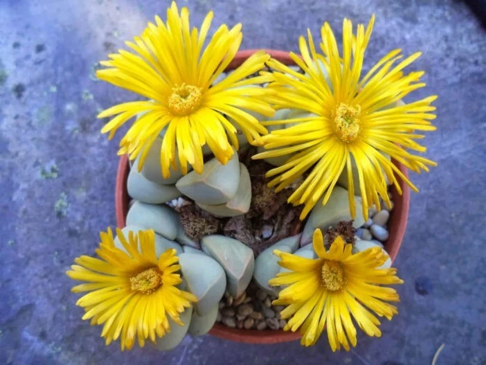 Lapidaria margaretae raro mesembs pedra viva cactos semente de cacto exótico 30 SEMENTES - Imagem 2 de 4