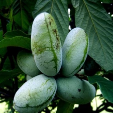 STRATIFIED PAW PAW FRUIT TREE SEEDS (Asimina Triloba) INDIAN BANANA Hardy Plant