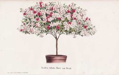 Azalea vittata China Rhododendron Flower Botany Botany Lithograph Morren