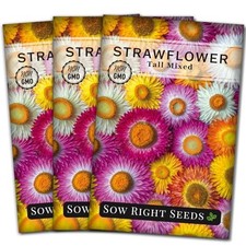 - Tall Mixed Strawflower Seeds - Non-GMO Heirloom Packet with Instructions 3