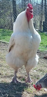 10+2 Barnyard mix fertile hatching eggs light brahma x bresse dual ...